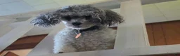 Yorkiepoo dogs for sale: Bosun - Ad 11