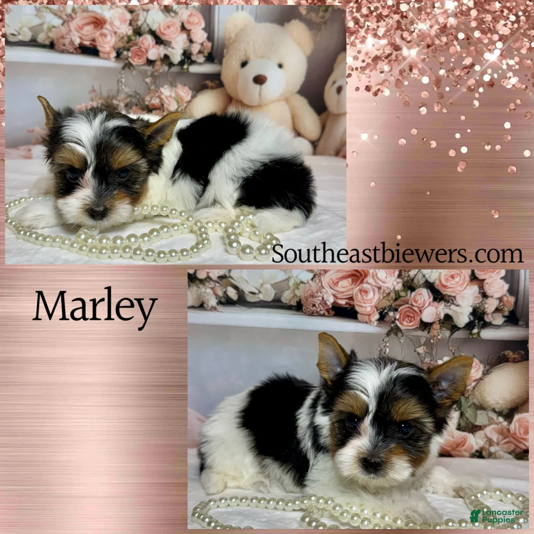 Biewer Terrier dogs for sale: Marley  - Ad 2