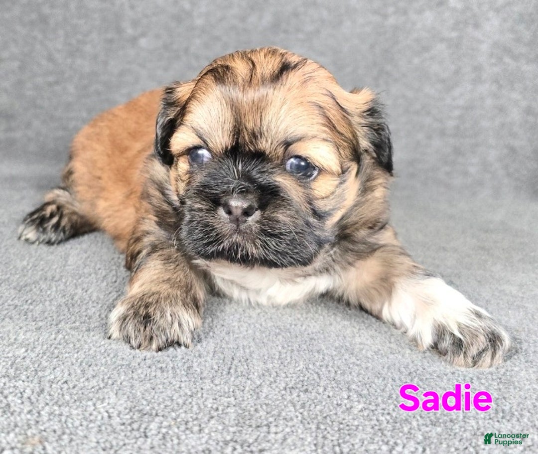 Shih Tzu dogs for sale: Sadie - Ad 6