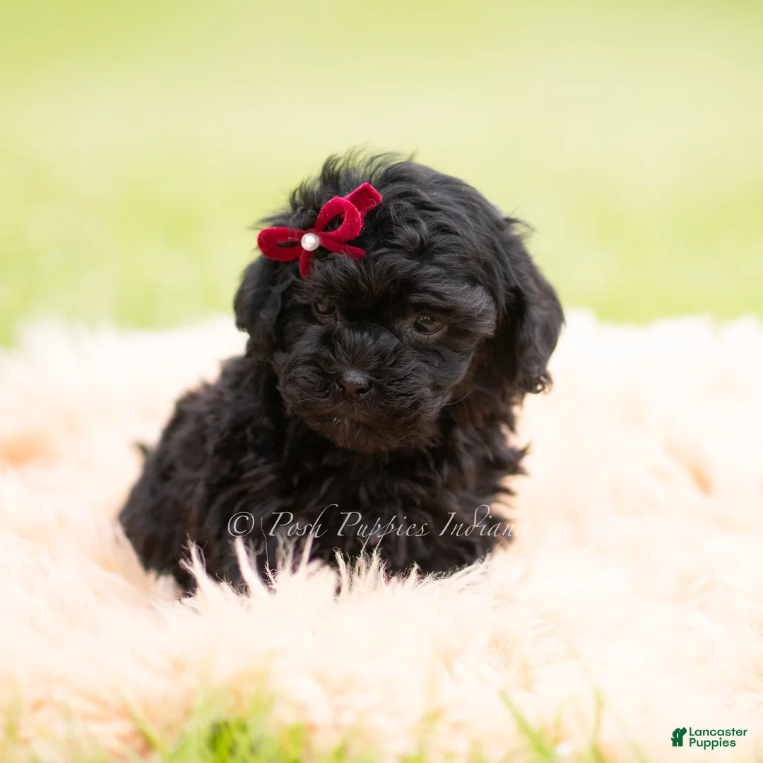 Mini Goldendoodle dogs for sale: Cinnabun - Ad 5