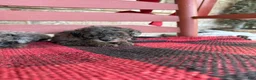 Mini Aussiedoodle dogs for sale: Moose - Ad 2