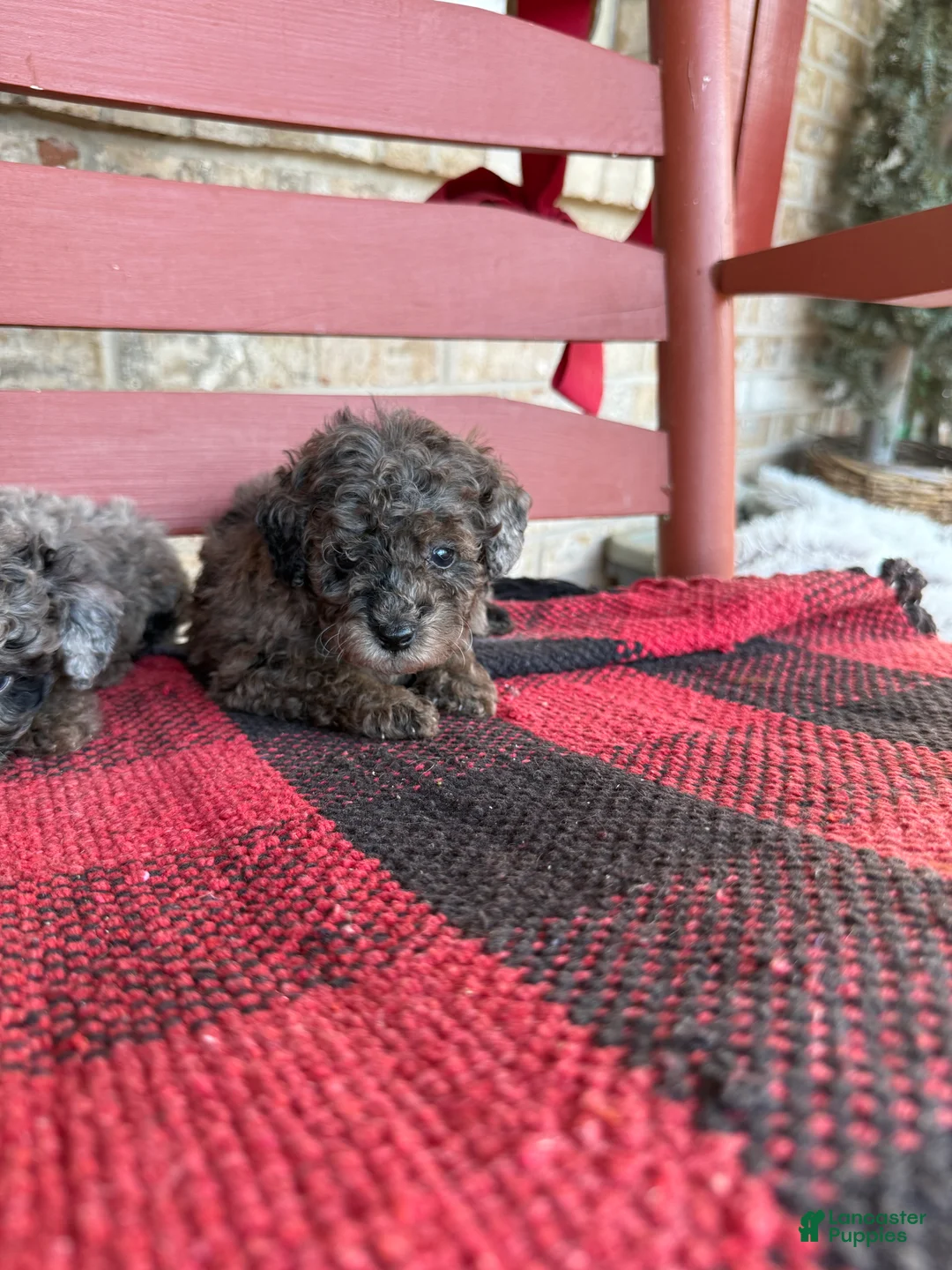Mini Aussiedoodle dogs for sale: Moose - Ad 2