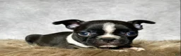 Mixed Breed dogs for sale: Mr. Milo - Ad 9