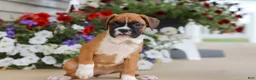 Boxer dogs for sale: Tasha - Ad 3