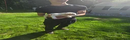 Jack Russell Terrier dogs for sale: Jack Russell Terrier 1 - Ad 7