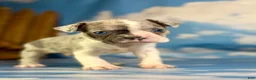 Frenchton dogs for sale: Loki - Ad 2