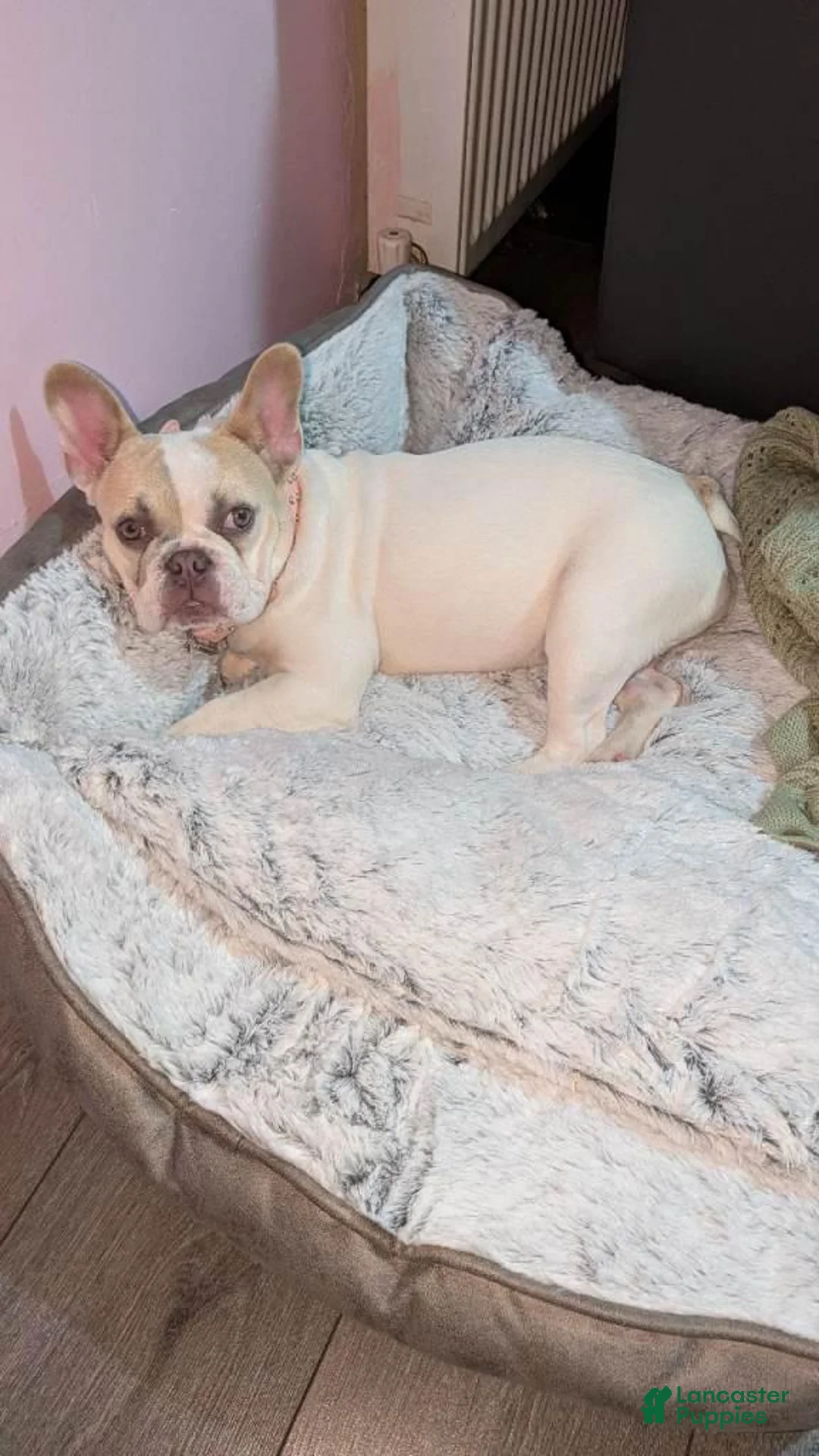 French Bulldog dogs for sale: French Bulldog 4 - Ad 2