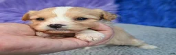 Cavapoo dogs for sale: Cavapoo 2 - Ad 1