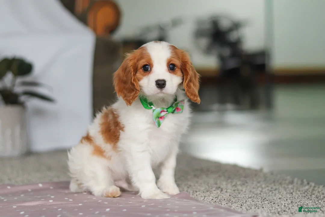 Cavalier King Charles Spaniel dogs for sale: Colson - Ad 4