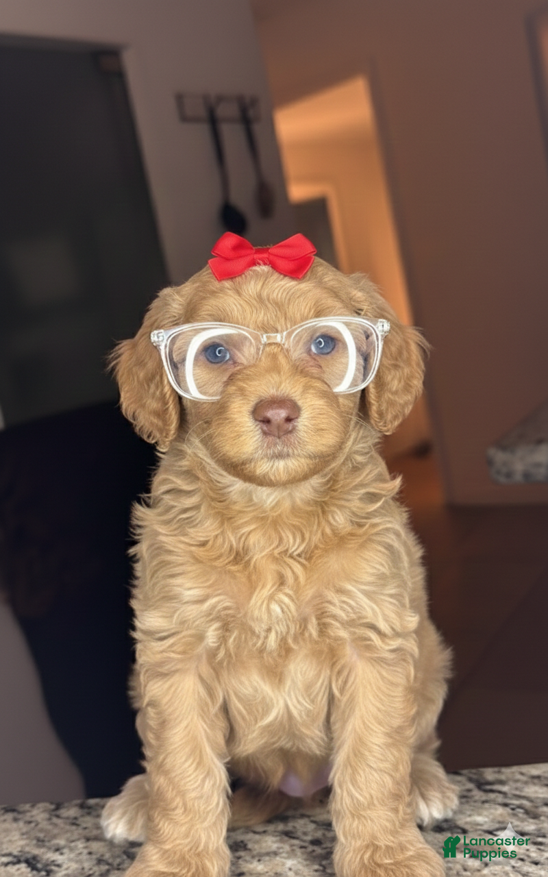Goldendoodle dogs for sale: Goldendoodle Puppy 3 - Ad 2