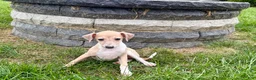 Italian Greyhound dogs for sale: Italian Greyhound female 2 fawn and white  - Ad 6