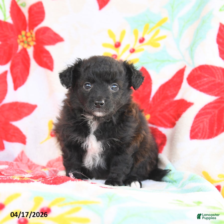 Shetland Sheepdog dogs Jasmine - Ad 1