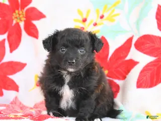 Shetland Sheepdog dogs for sale: Jasmine - Ad 4