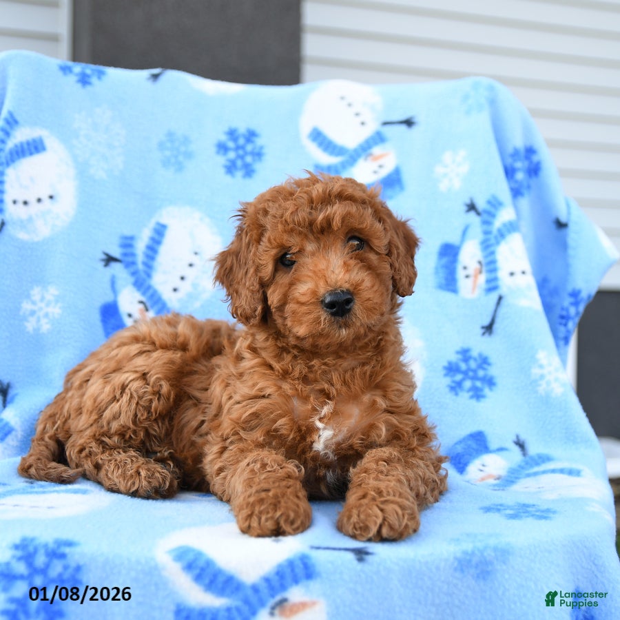 Mini Goldendoodle dogs for sale: Waylon - Ad 3
