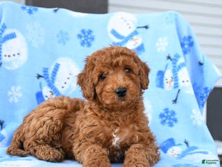 Mini Goldendoodle dogs for sale: Waylon - Ad 3