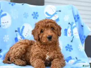 Mini Goldendoodle dogs Waylon - Ad 31