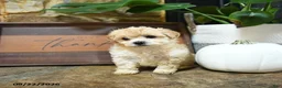 Maltipoo dogs for sale: Xavier - Ad 5