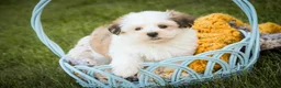 Havanese dogs for sale: Fernando - Ad 2