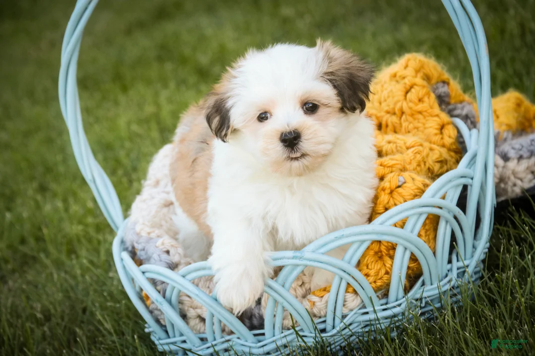 Havanese dogs for sale: Fernando - Ad 2