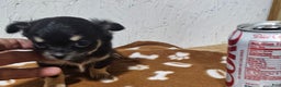 Chihuahua dogs for sale: Fredrick - Ad 9