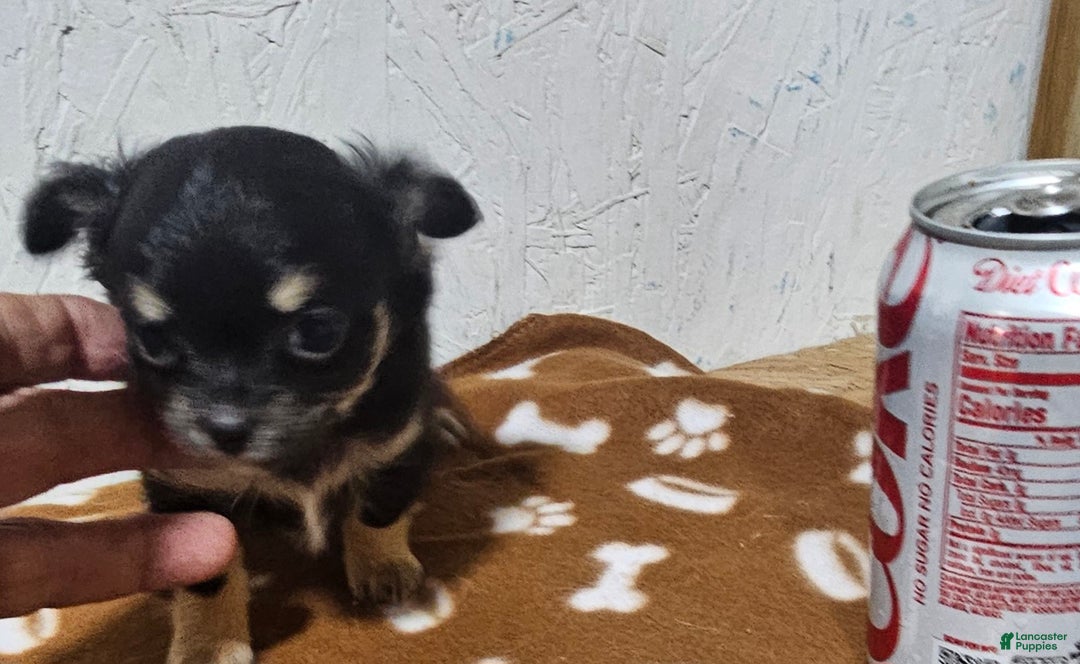 Chihuahua dogs for sale: Fredrick - Ad 9