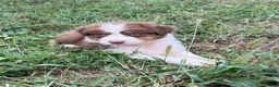 Australian Shepherd dogs for sale: Curlie - Ad 4