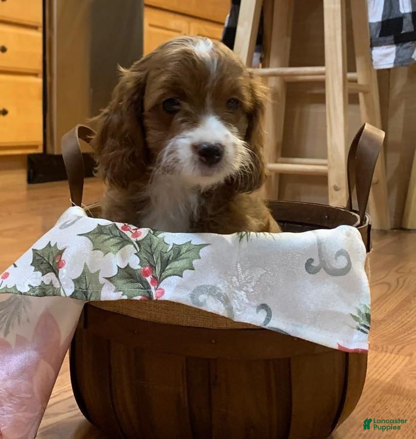 Cavapoo dogs Ember - F1B Cavapoo Female - Ad 30