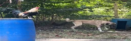 Anatolian Shepherd dogs for sale: Anatolian Shepherd 1 - Ad 1