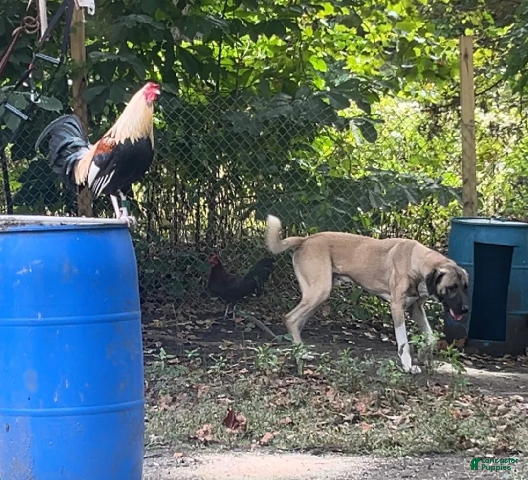 Anatolian Shepherd dogs for sale: Anatolian Shepherd 1 - Ad 1