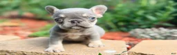 French Bulldog dogs for sale: Sadie French Bulldog 3 - Ad 3