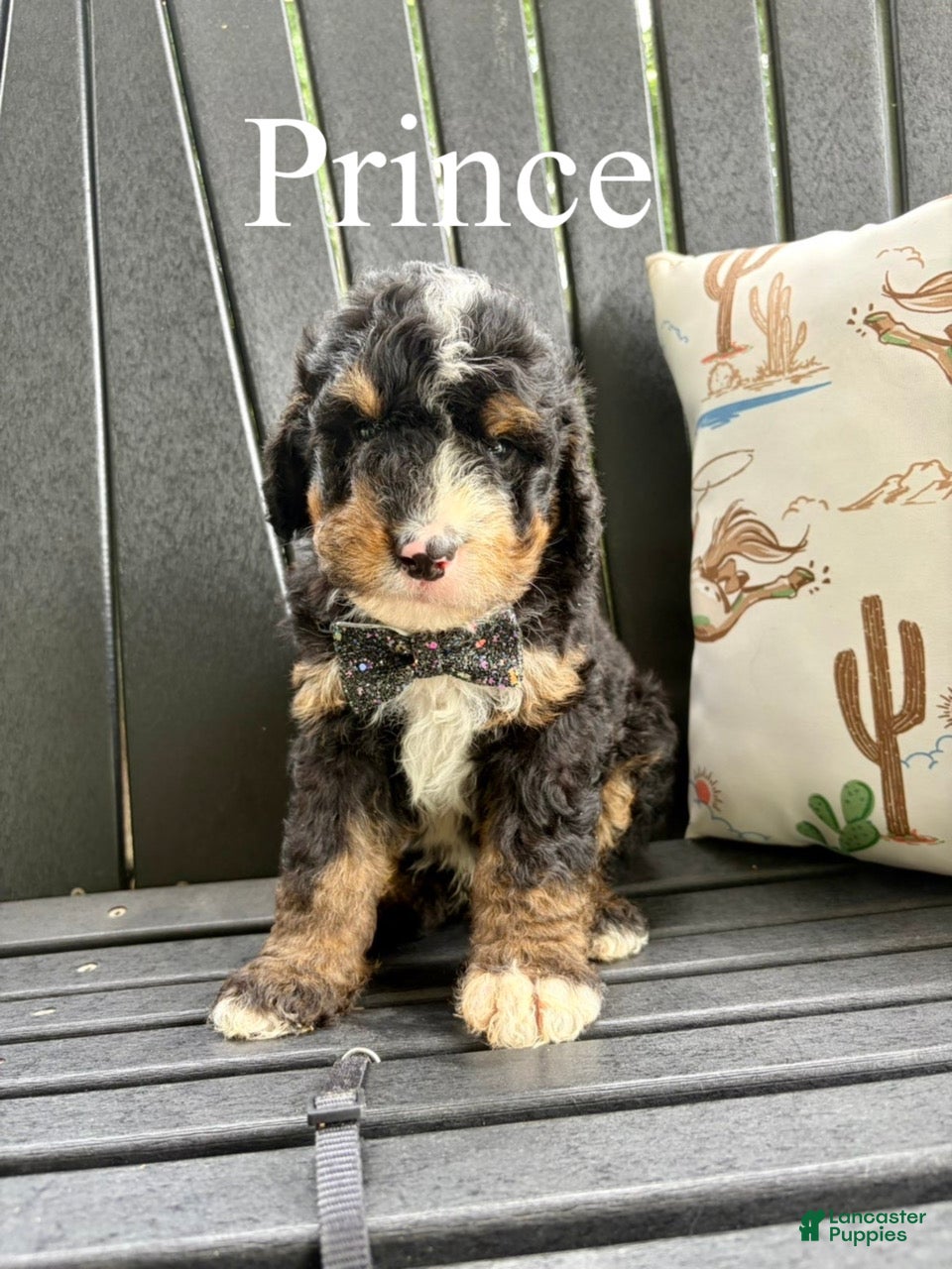 Bernedoodle dogs Prince - Ad 2