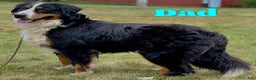Bernese Mountain Dog dogs for sale: Loki - Ad 11