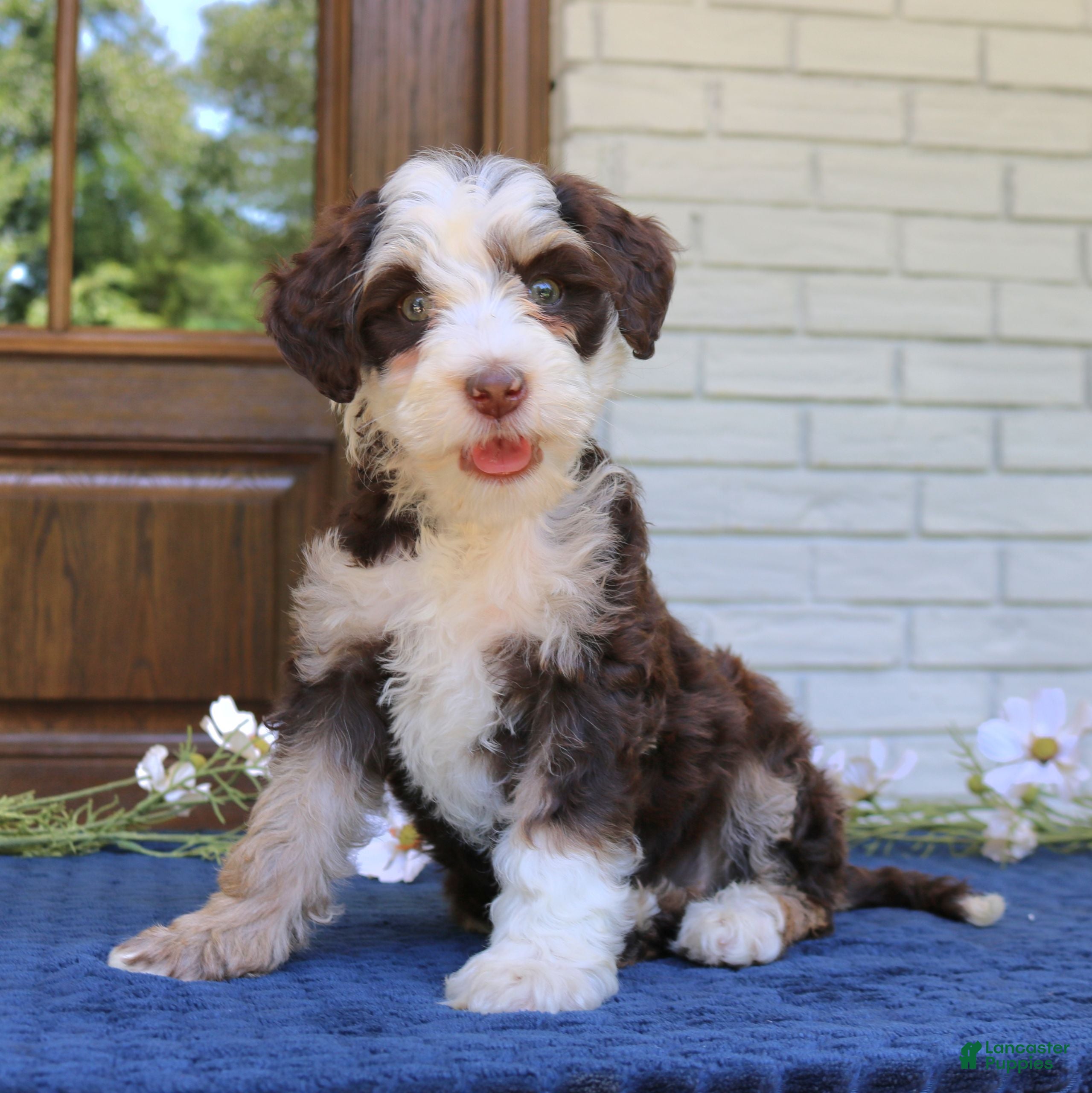 Mini Bernedoodle dogs Winnie  - Ad 1