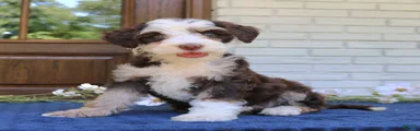 Winnie 