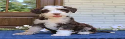 Mini Bernedoodle dogs for sale: Winnie  - Ad 1