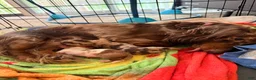 Dachshund dogs for sale: Dachshund 1 - Ad 2