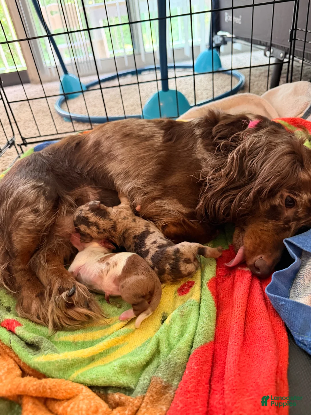 Dachshund dogs for sale: Dachshund 1 - Ad 2