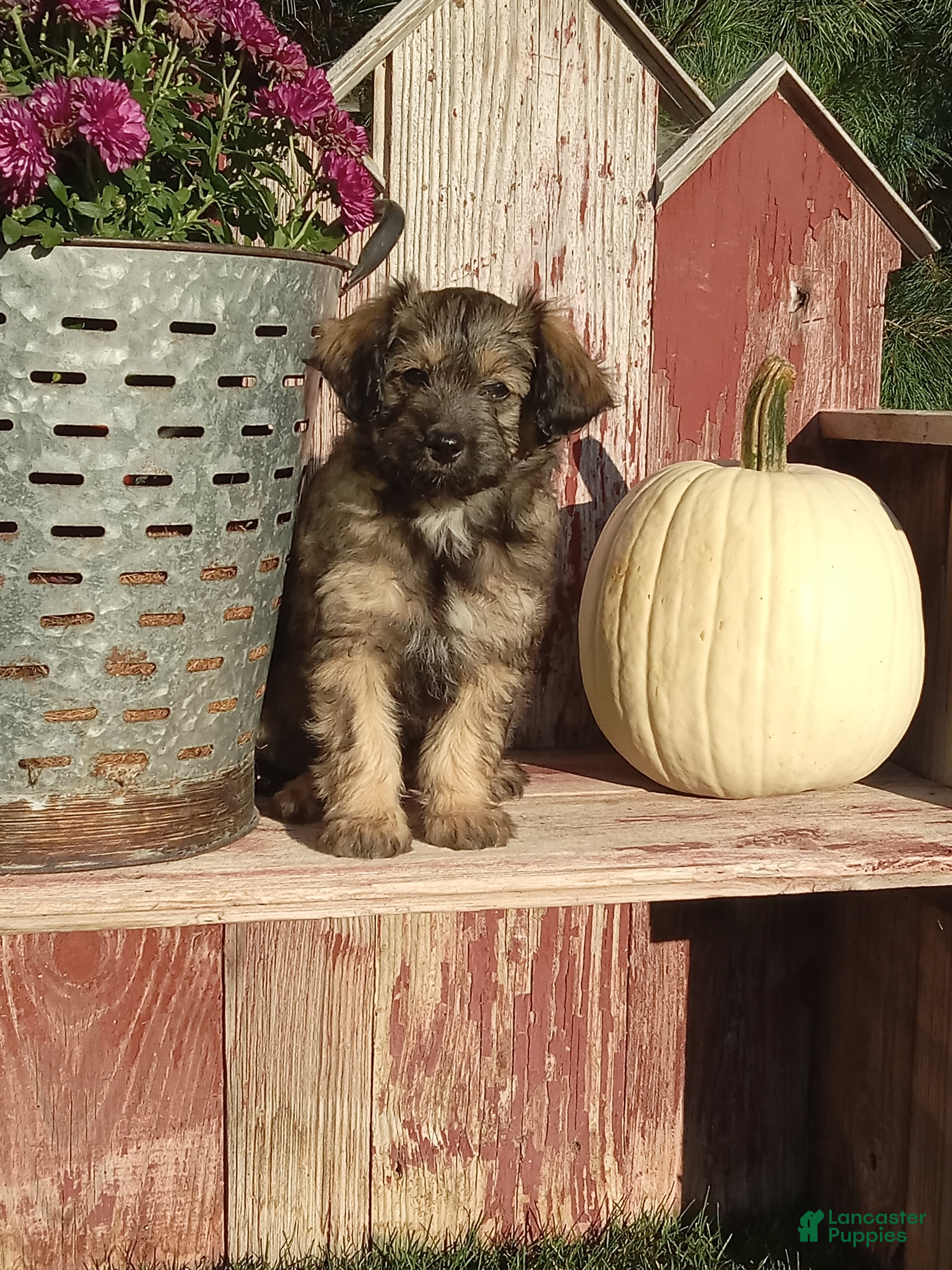 Mini Aussiedoodle dogs for sale: Isaac - Ad 1