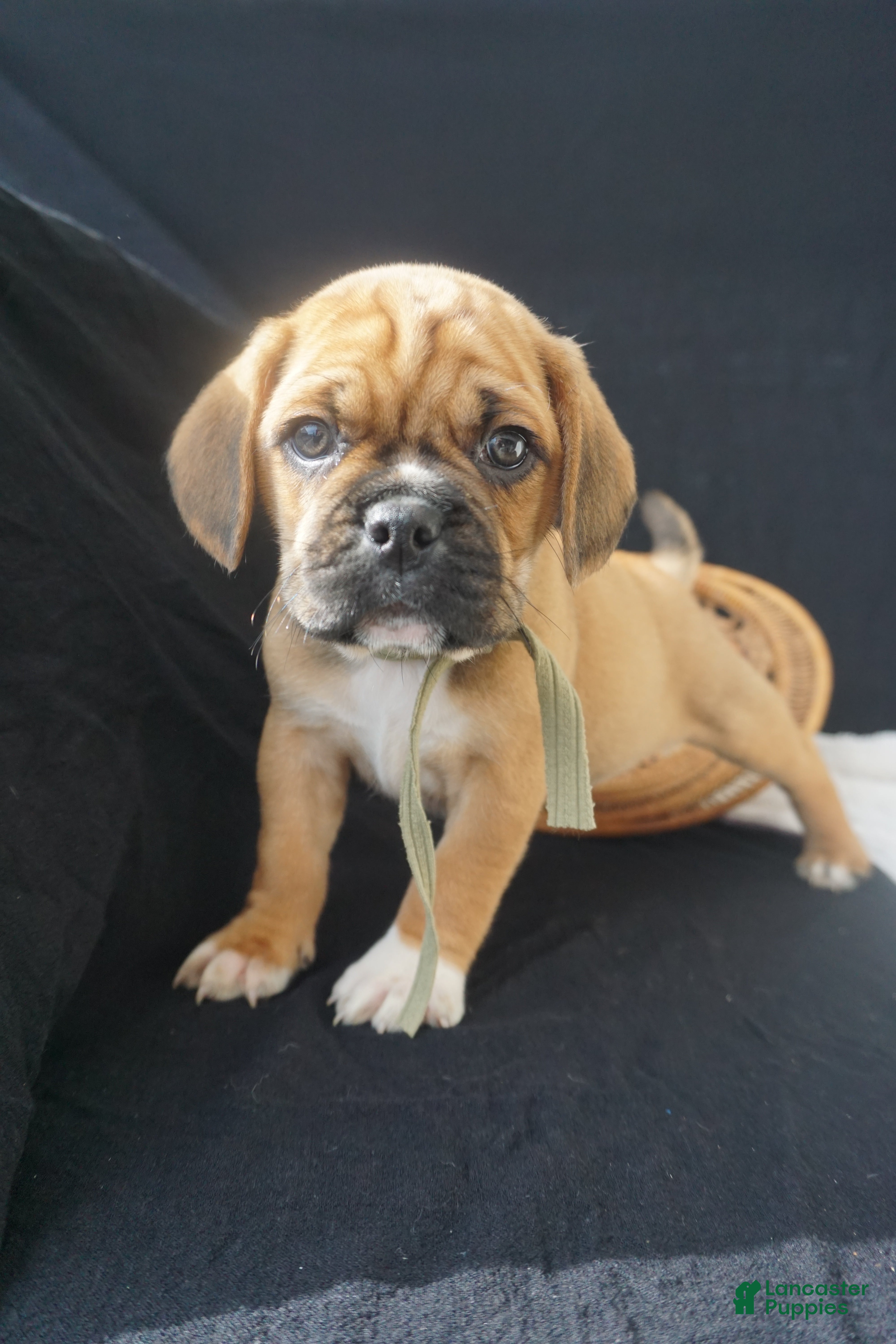 Puggle dogs Aker - Ad 2