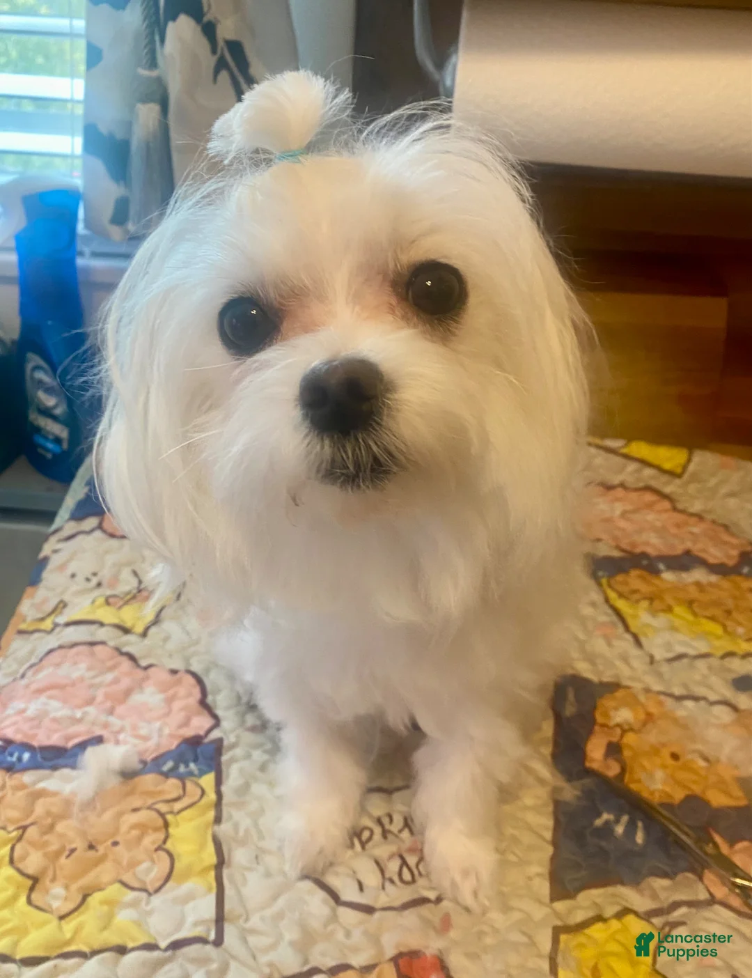 Maltese dogs for sale: Maltese Puppy 3 - Ad 6