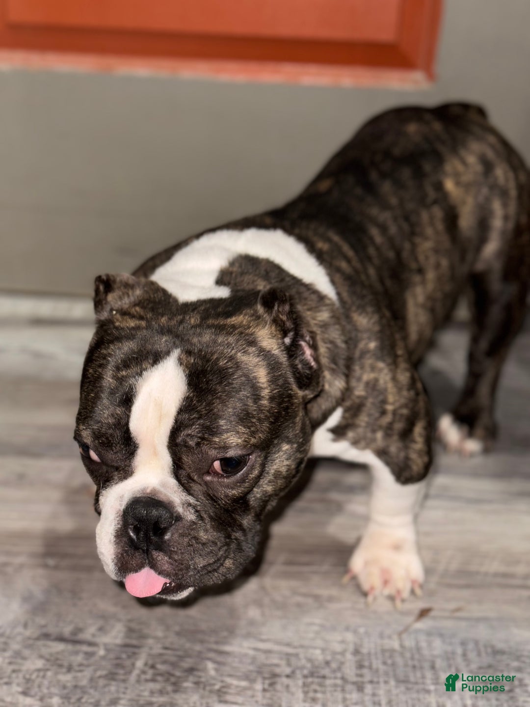 American Bully dogs for sale: American Bully Puppy 2 - Ad 2