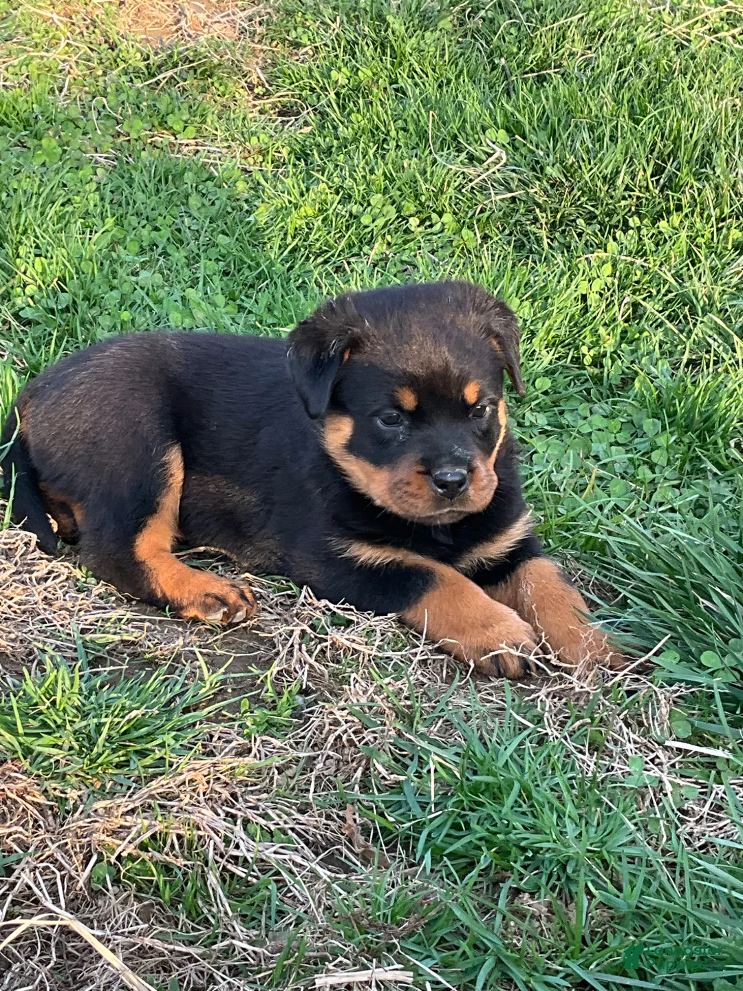 Rottweiler dogs for sale: Rottweiler Puppy 3 - Ad 1