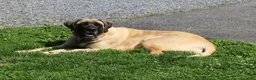 English Mastiff dogs for sale: Rose - Ad 3