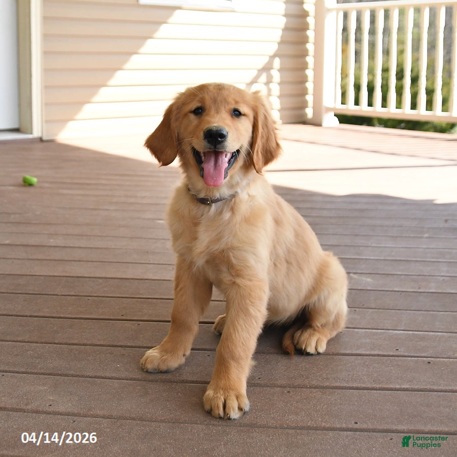 Golden Retriever dogs Mango - Ad 1