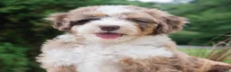 Mini Bernedoodle dogs for sale: Ruffles  - Ad 5