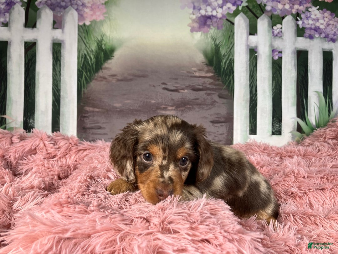 Miniature Dachshund dogs for sale: AKC-Becca - Ad 2