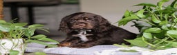 Cocker Spaniel dogs for sale: Milo - Ad 6