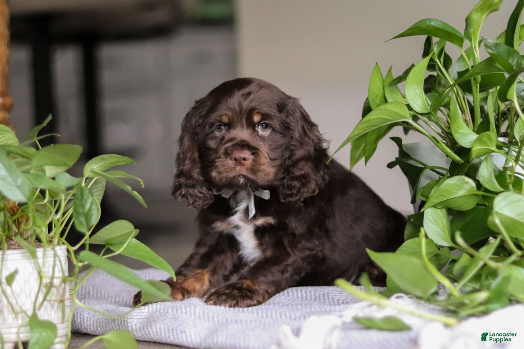 Cocker Spaniel dogs for sale: Milo - Ad 6
