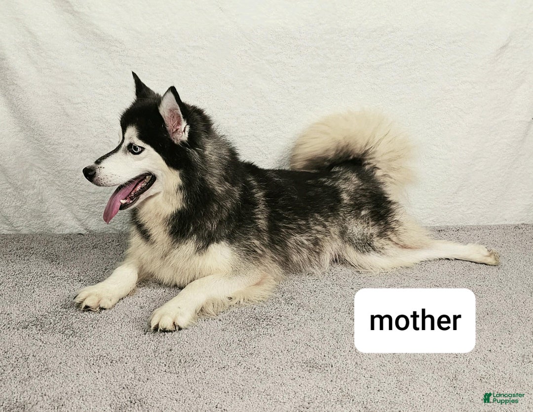 Pomsky dogs for sale: Nina - Ad 4