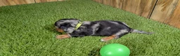 Miniature Dachshund dogs for sale: Darlie Boy 3 - Ad 4